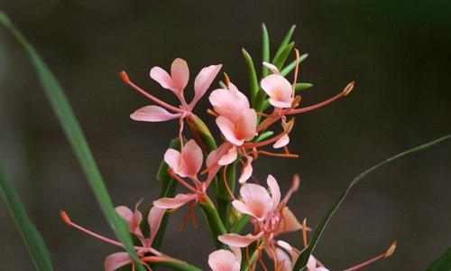 姜花的花语和寓意（揭示姜花的花语和寓意）