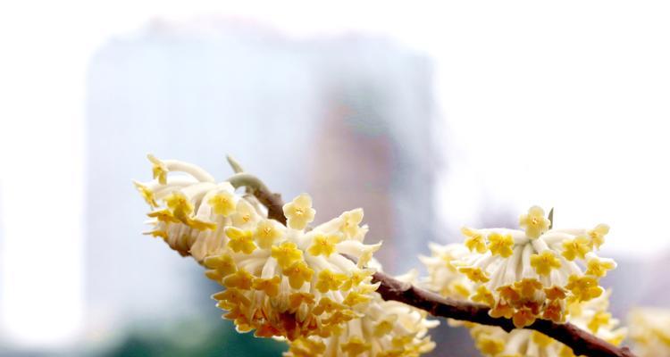 以结香的花语与传说（神秘的花朵中蕴含的意义和美丽）
