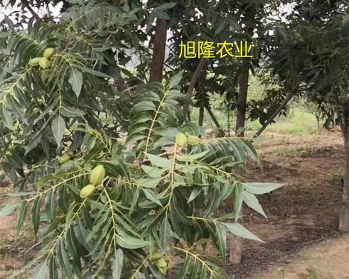 碧根果种植条件与气候要求（打造合适的生长环境）