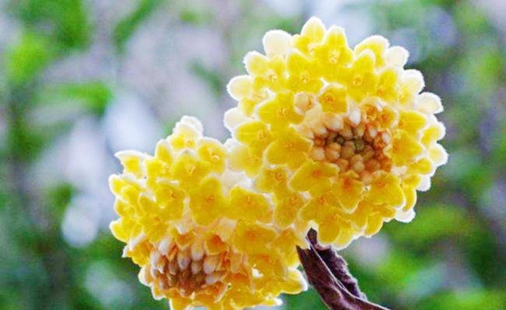 以结香花的寓意和风水（探索结香花的神秘力量）
