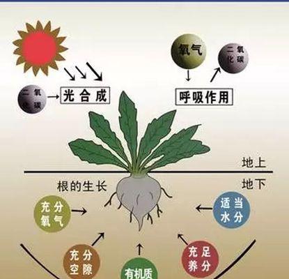 碧光环的优秀配土方法与种植土壤（用最佳土壤为您的碧光环栽培创造美丽）