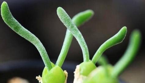 如何养出肉嘟嘟的碧光环（掌握关键技巧）