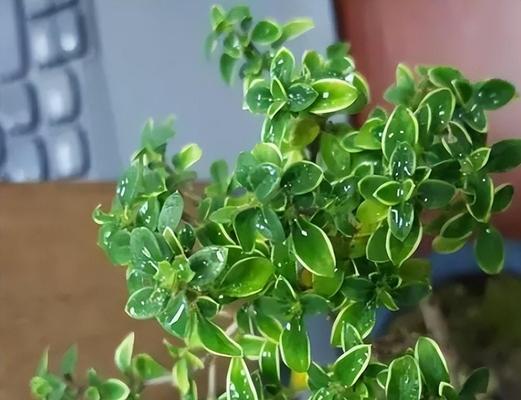 金边六月雪的寓意与风水（揭秘金边六月雪的背后）