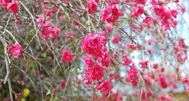 碧桃开花时间及生长特点（了解碧桃开花时间）