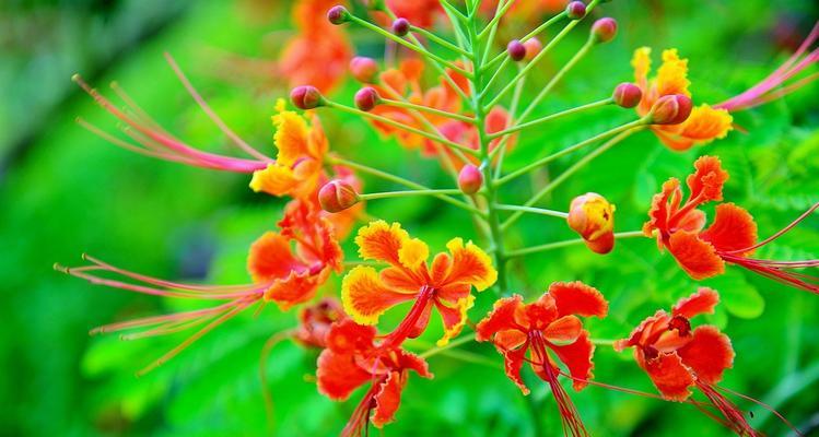 金凤花（传世经典）