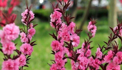 碧桃开花时间及生长特点（了解碧桃开花时间）
