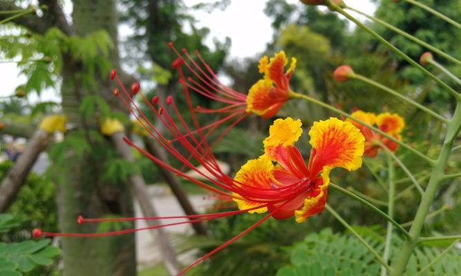 金凤花（传世经典）