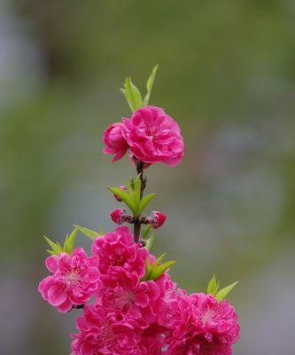 碧桃开花时间及生长特点（了解碧桃开花时间）