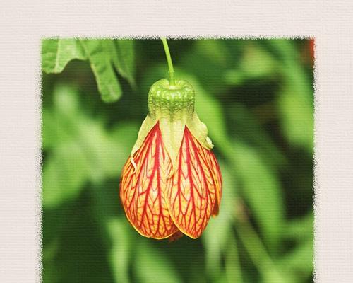 金铃花的花语（花开如金）