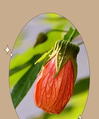 金铃花的花语（花开如金）