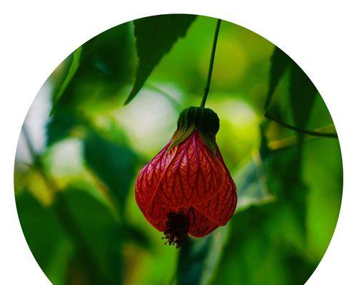 金铃花的花语（花开如金）