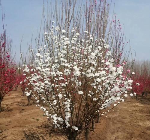 碧桃种子的种植技巧（在家也能种出美味的碧桃）