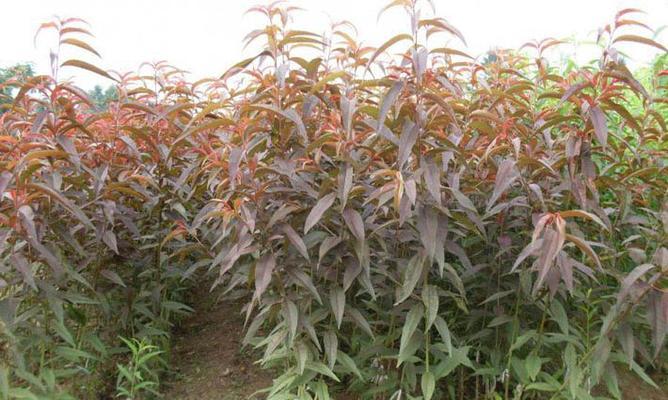碧桃种子的种植技巧（在家也能种出美味的碧桃）