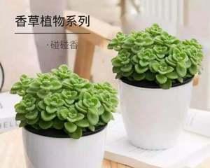 碧玉不长叶子，该怎么办？