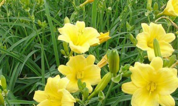 金娃娃萱草花语与意义（探索金娃娃萱草的神秘象征）