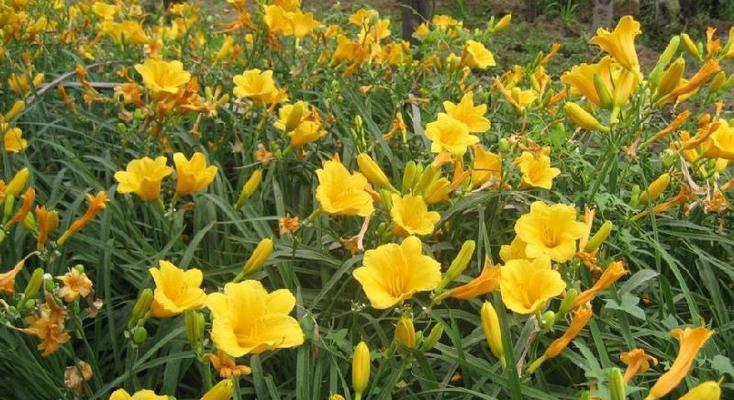 金娃娃萱草花语与意义（探索金娃娃萱草的神秘象征）