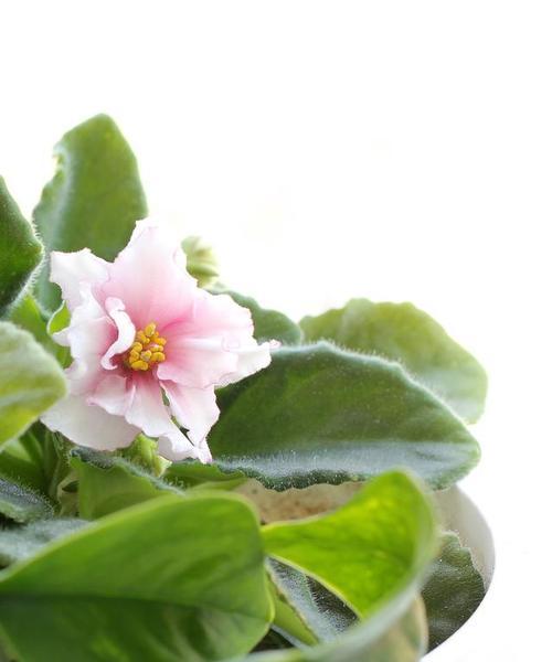 碧玉花开花时间及特点（碧玉花是何时开花）
