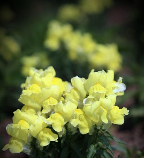 金鱼草花语之美丽的寓意（探寻金鱼草花语的深层内涵）
