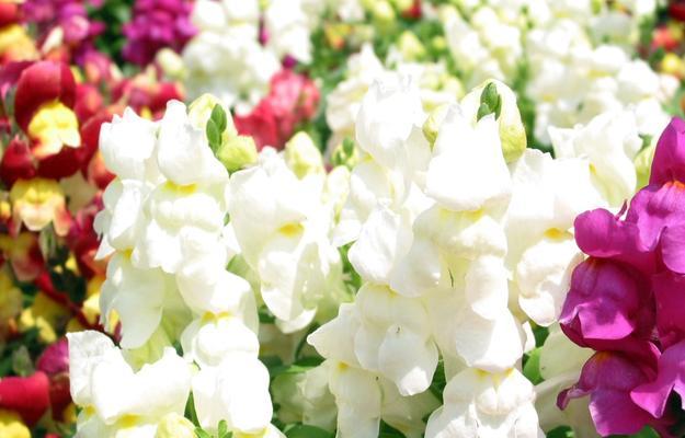 金鱼草花语之美丽的寓意（探寻金鱼草花语的深层内涵）