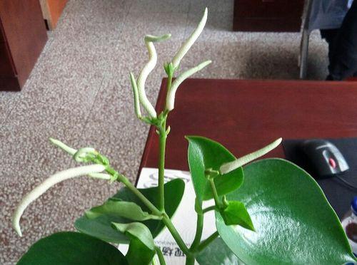 碧玉花的室内养护指南（如何让碧玉花在室内健康成长）