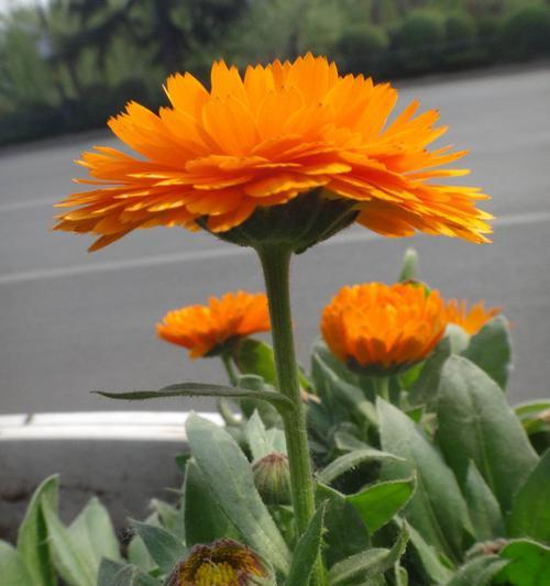 金盏花（揭开金盏花的花语之谜）