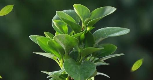 碧玉花养护全攻略（如何养出更旺盛的碧玉花）