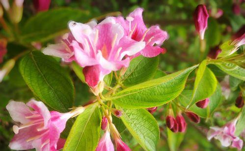锦带花的花语与意义（探秘锦带花的隐含含义）