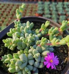 碧玉开花后的处理方法（让您的碧玉常青常茂）