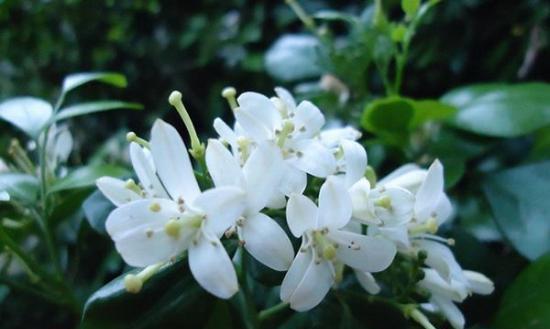九里香花语与寓意（美丽的九里香花传递着丰富的寓意）
