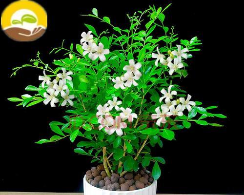 九里香花语与寓意（美丽的九里香花传递着丰富的寓意）