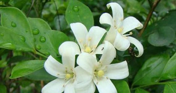 九里香花语的深意（探寻九里香花语的魅力与寓意）