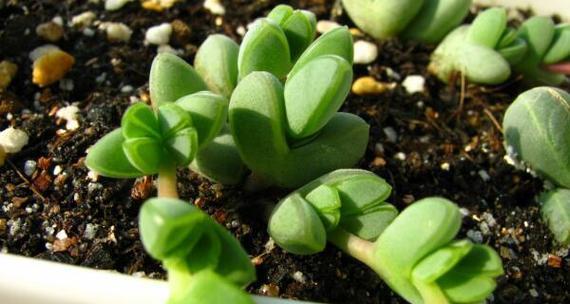 碧玉莲喜欢太阳吗（探秘植物的生态习性）