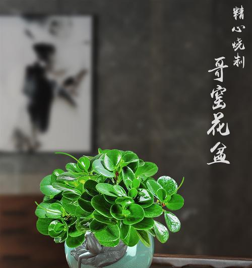 碧玉换盆的最佳时间（掌握换盆时机）