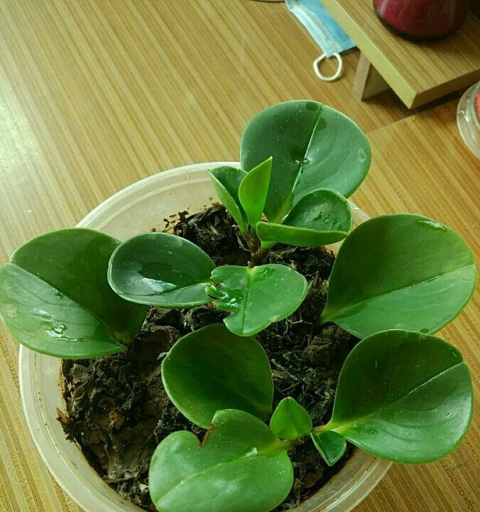 碧玉换盆的最佳时间（掌握换盆时机）