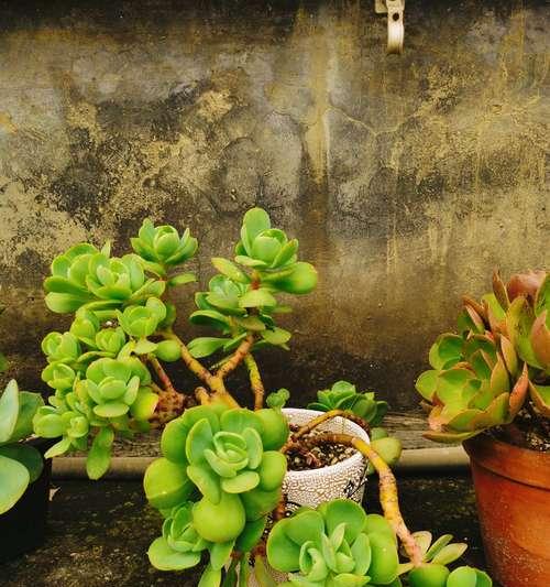 碧玉是什么植物（多肉植物的一种）