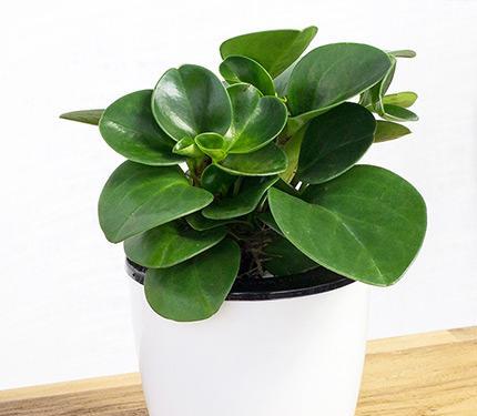 室内养植的最佳选择——碧玉（优美盆景室内清新空气）