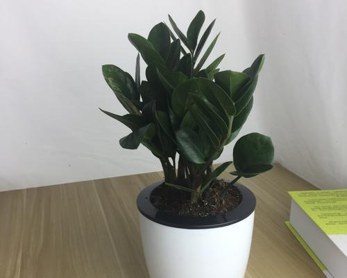 室内养植的最佳选择——碧玉（优美盆景室内清新空气）