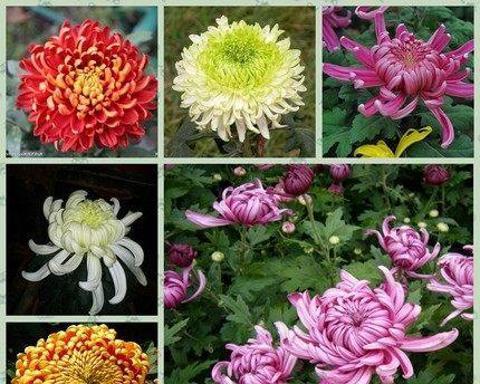 菊花寓意（探究菊花作为象征的深层寓意）