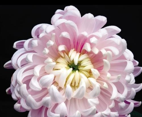 菊花寓意（探究菊花作为象征的深层寓意）