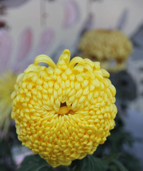 菊花寓意（探究菊花作为象征的深层寓意）