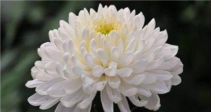 紫色菊花的花语与象征意义（探索紫色菊花的花语）
