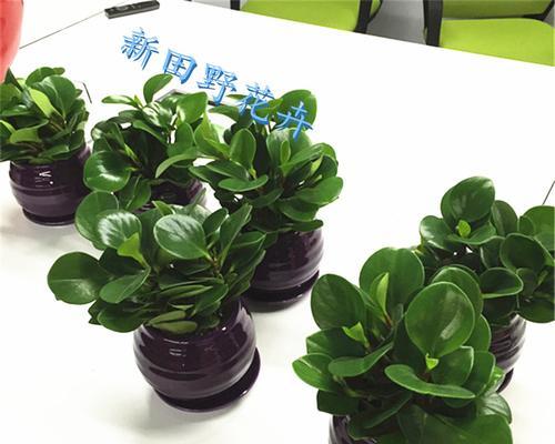 碧玉喜阴还是喜阳光？——揭秘这些植物生长的秘密