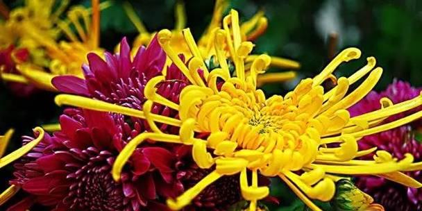 紫色菊花的花语与象征意义（探索紫色菊花的花语）