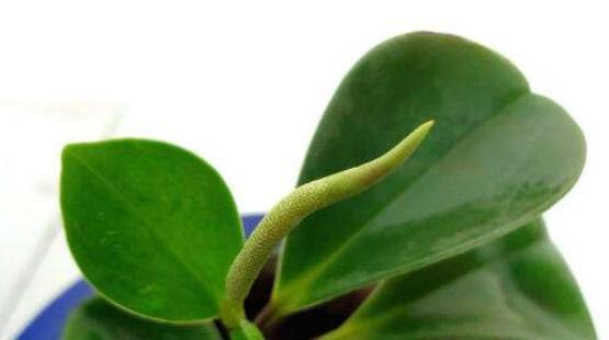 碧玉的养殖方法（水分管理的重要性）