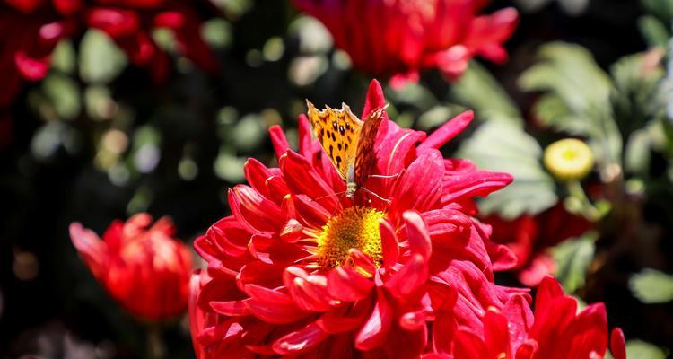 菊花的象征意义与花语（菊花代表什么）