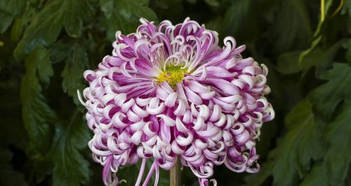 菊花的象征意义及文化内涵（探索菊花的多重寓意与传统价值）