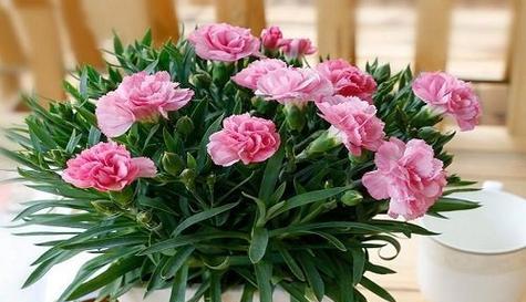 菊花的花语与寓意（传递深情与美好祝愿的花语之选）