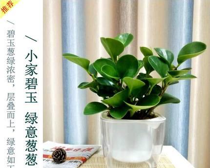 室内养碧玉，有毒吗（了解碧玉的毒性及如何安全养护）