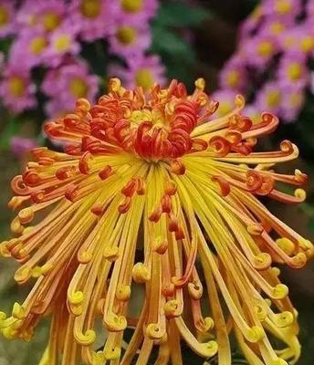 菊花的特点与象征意义（探索菊花的多彩世界）