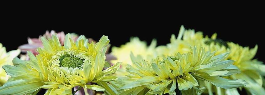 菊花的寓意和花语（揭示菊花的深层含义）